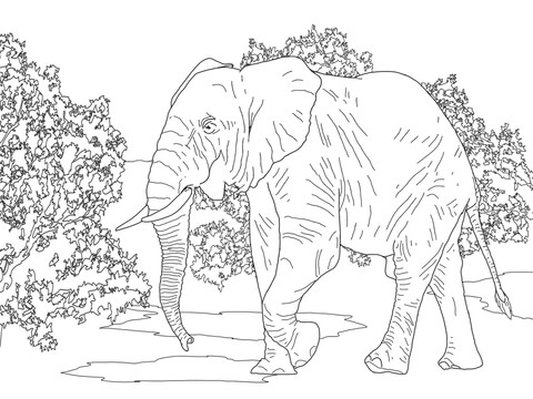 African Forest Elephant Walking Coloring Page